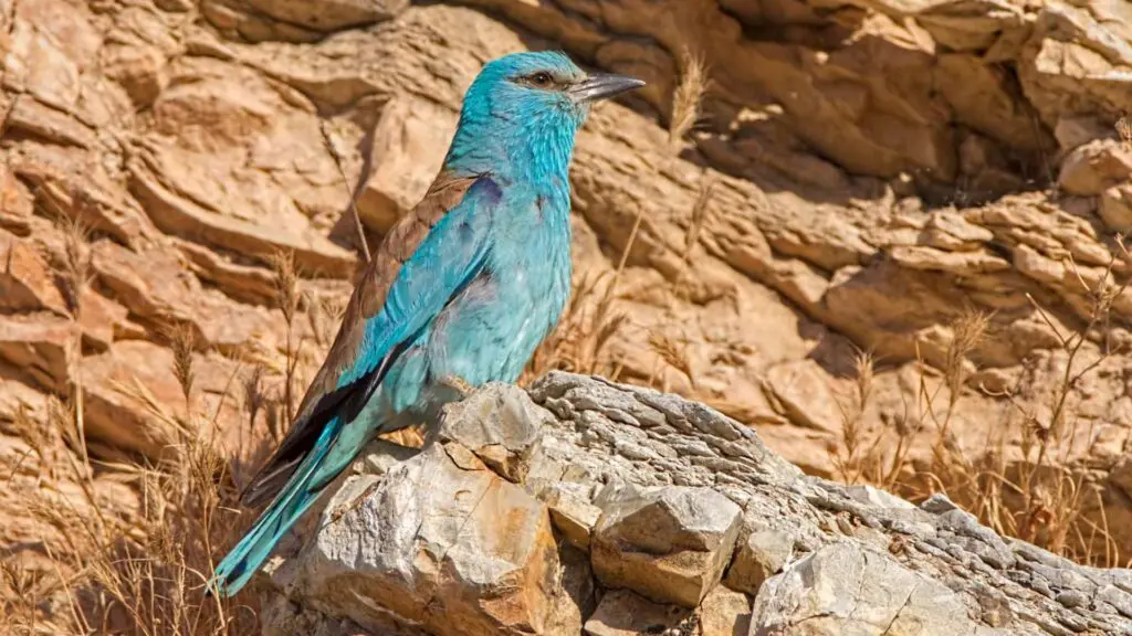 A blue bird with brown wings sits on a rocky surface, a stunning sight in the heart of Akamas National Park's natural wonders.