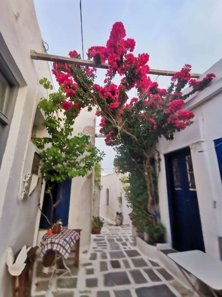 A narrow cobblestone street on Serifos Island, with vibrant pink bougainvillea arching overhead. White buildings line the path, and a small table with a checkered cloth sits invitingly by the side—a perfect scene from any travel guide.