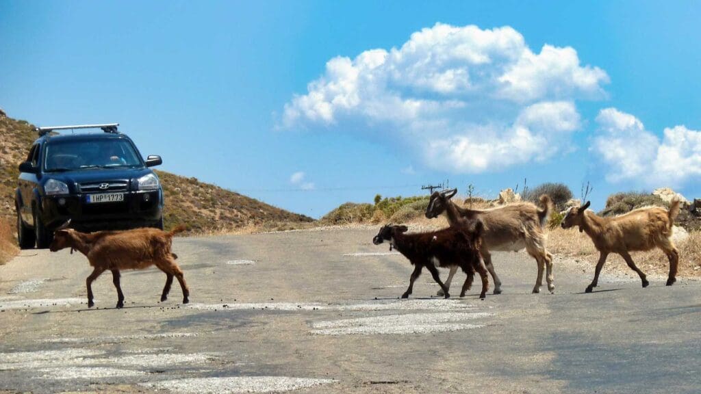 Five goats amble across a rural road on Serifos Island, with a parked car to the left under the clear blue sky—a charming scene that could be straight out of a travel guide.