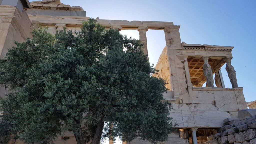 Ancient stone structure with columns and a large tree in the foreground, reminiscent of the Acropolis, set against a clear blue sky.