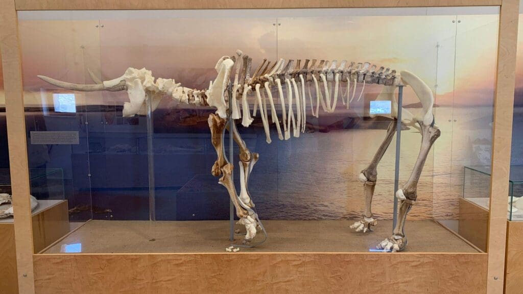 A skeleton of a prehistoric mammal is displayed in a glass case, set against the mesmerizing backdrop of a Tilos, Greece sunset over shimmering waters.